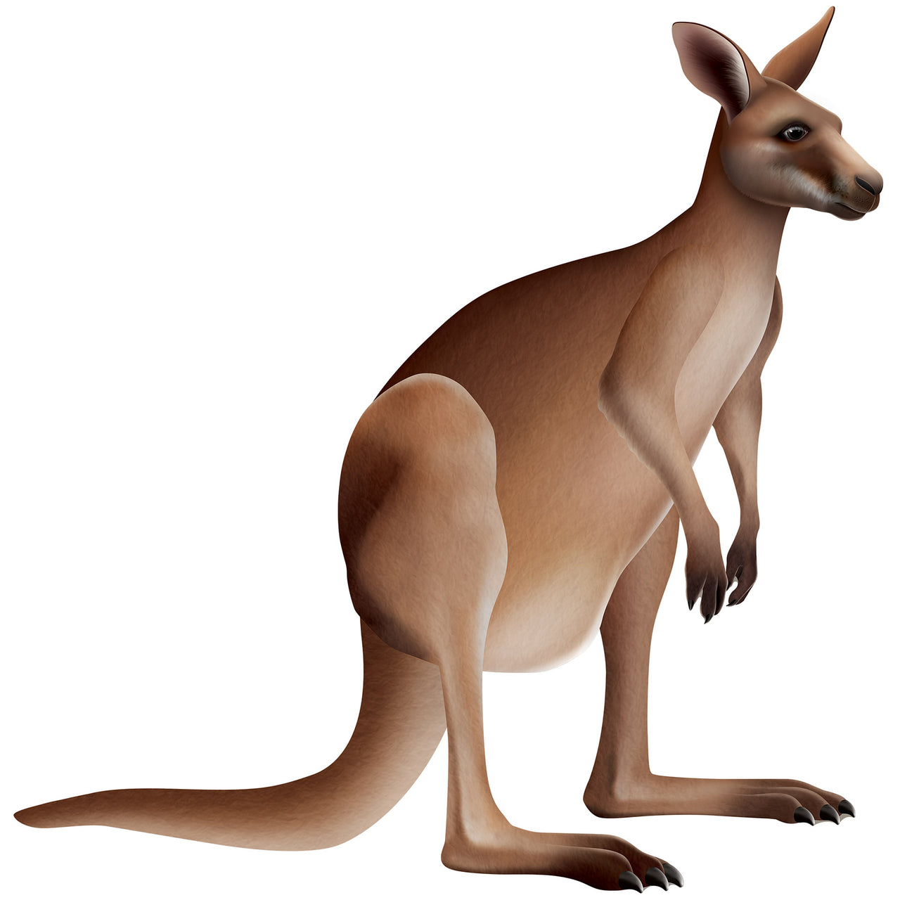 Jointed Kangaroo Wall Decoration (1 per package)