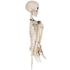 Bulk Plastic Skeleton (1 Pkgs Per Case) by Beistle
