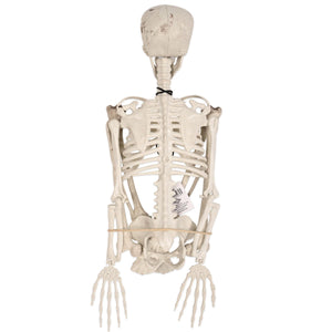 Bulk Plastic Skeleton (1 Pkgs Per Case) by Beistle