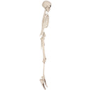 Bulk Plastic Skeleton (1 Pkgs Per Case) by Beistle