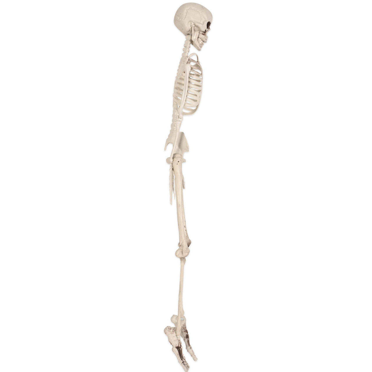 Bulk Plastic Skeleton (1 Pkgs Per Case) by Beistle